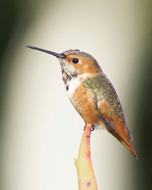 How Google's Hummingbird Affects Your Digital Marketing Efforts